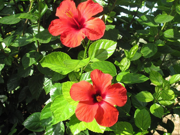 Hibiscus Flower