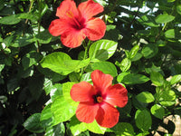 Hibiscus Flower
