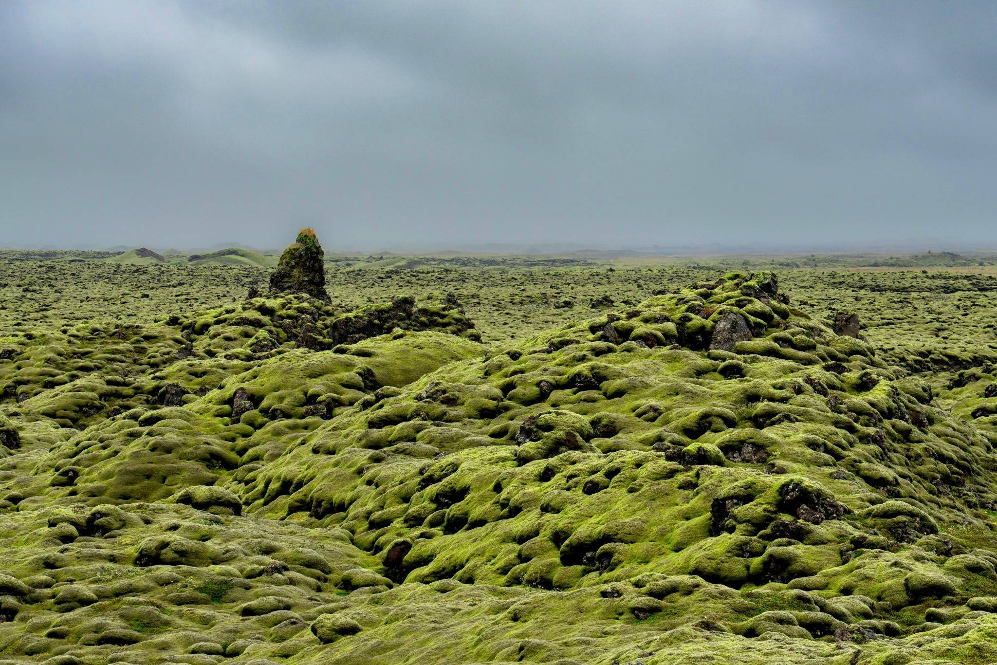 Icelandic Moss
