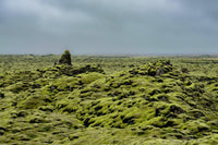 Icelandic Moss