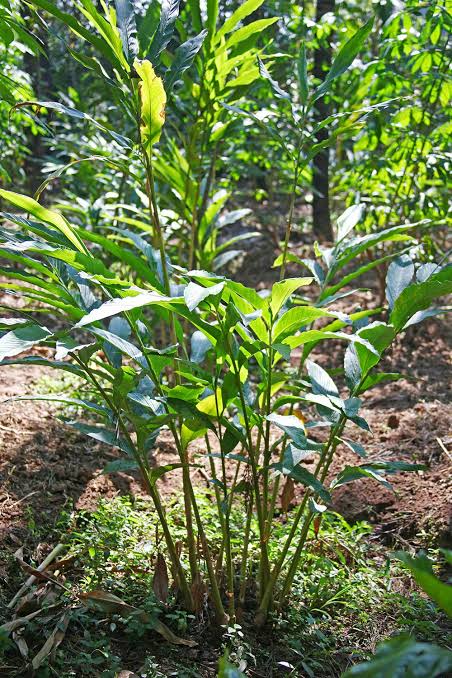 Cardamom Pods