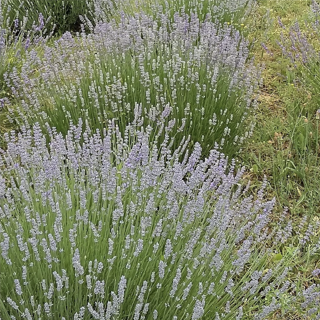 Lavender Flower