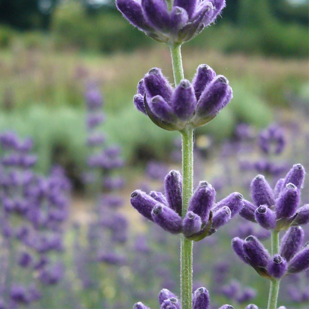 Lavender Flower