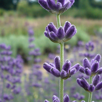 Lavender Flower