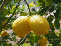 Lemon Peel