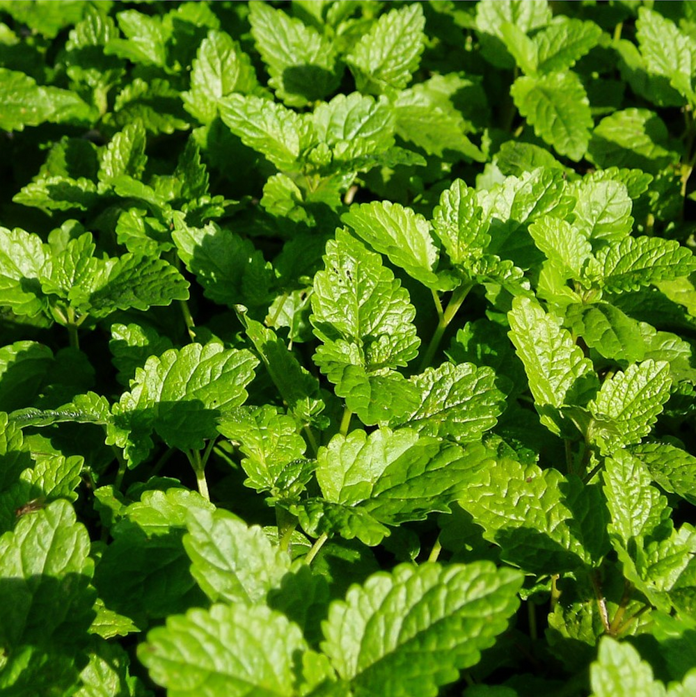 Lemon Balm