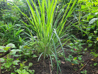 Lemongrass