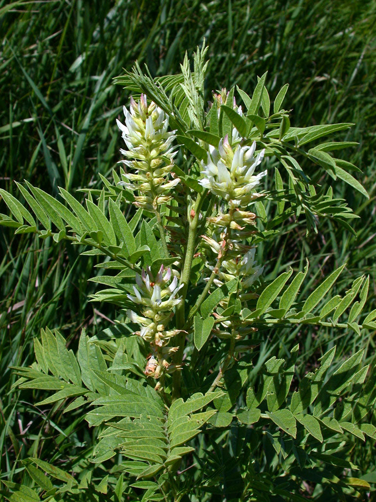 Licorice Root