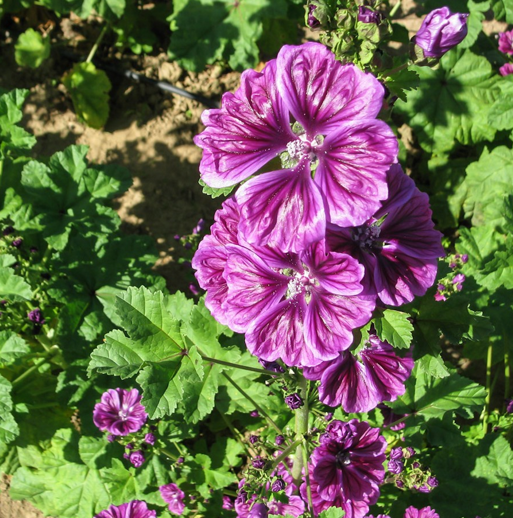 Mallow Flower
