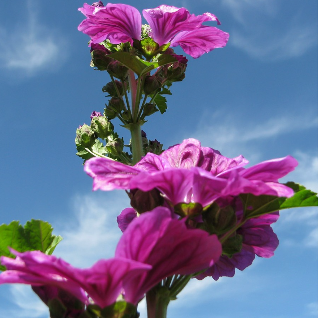 Mallow Flower