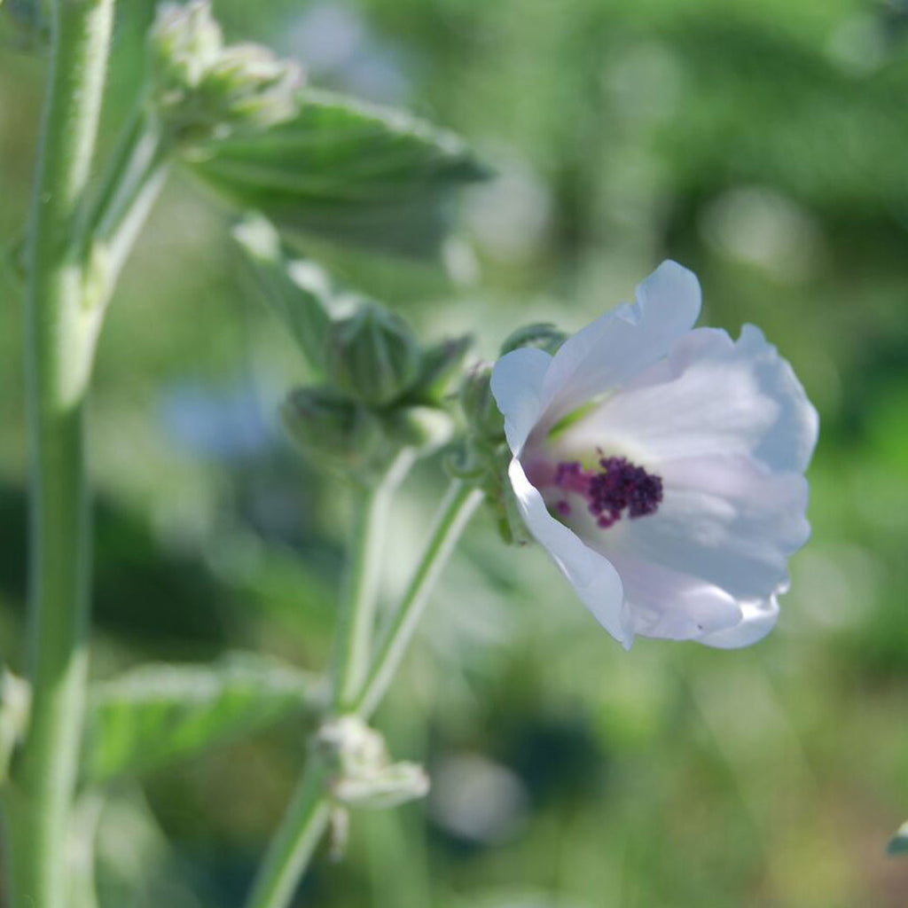 Mallow Root Marshmallow Root | Soothing Gut & Throat Support | La Vie Tea