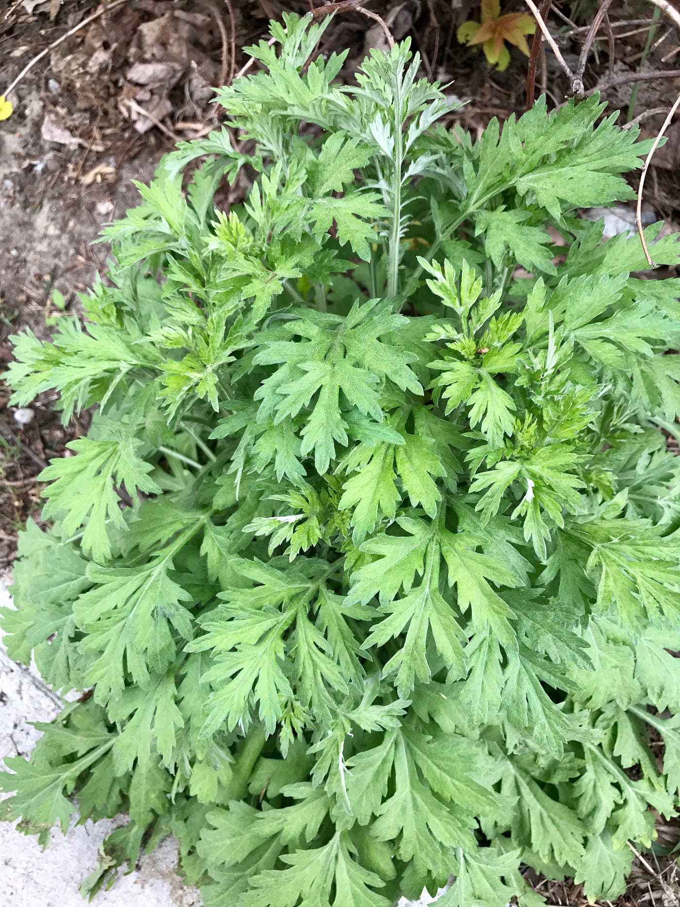 Mugwort