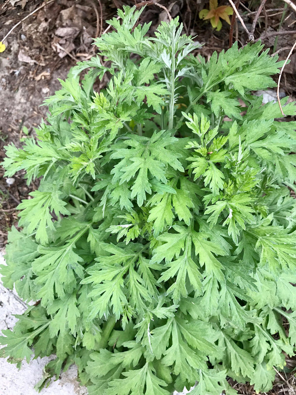 Mugwort