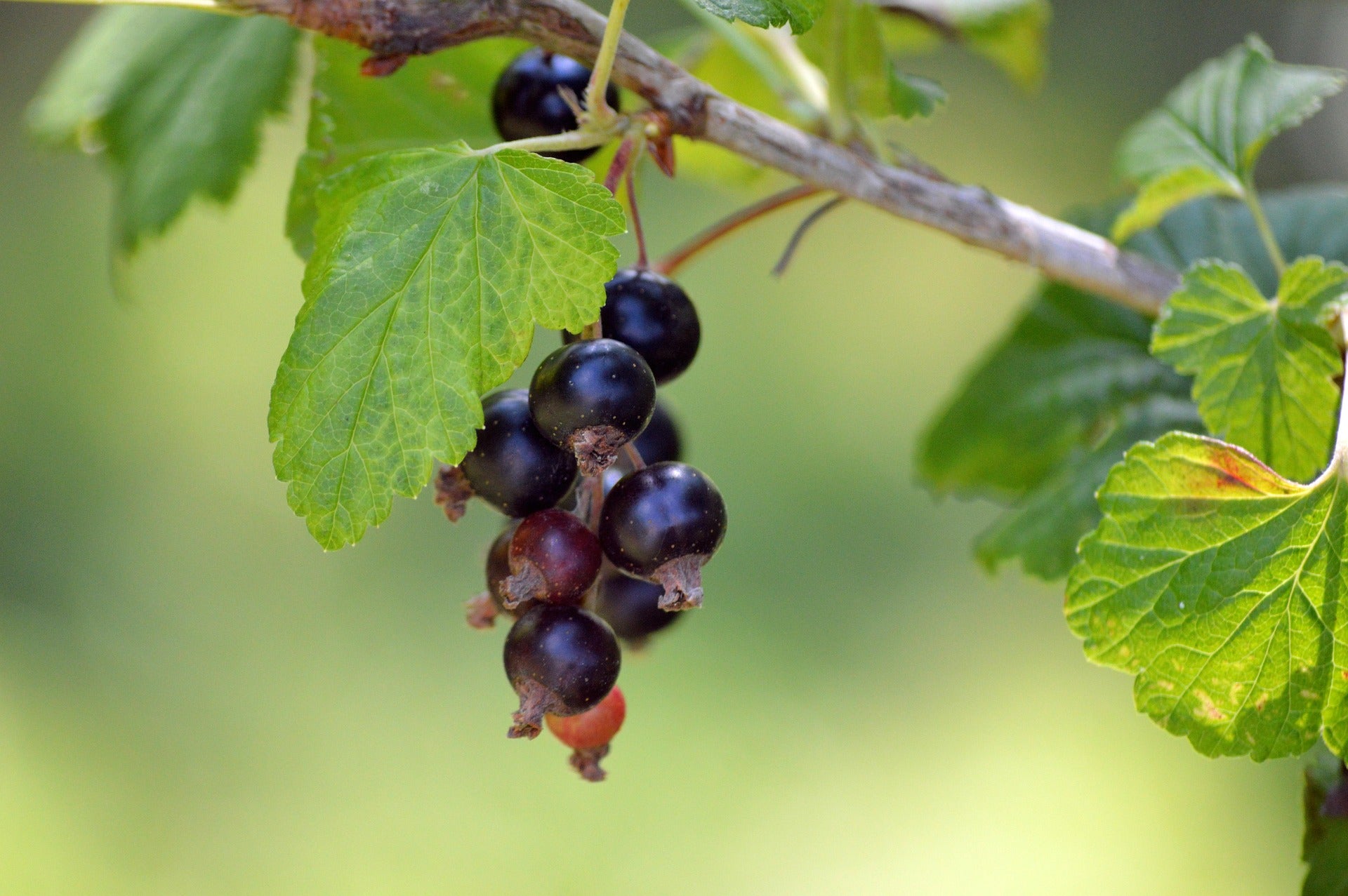 Blackcurrant Leaf