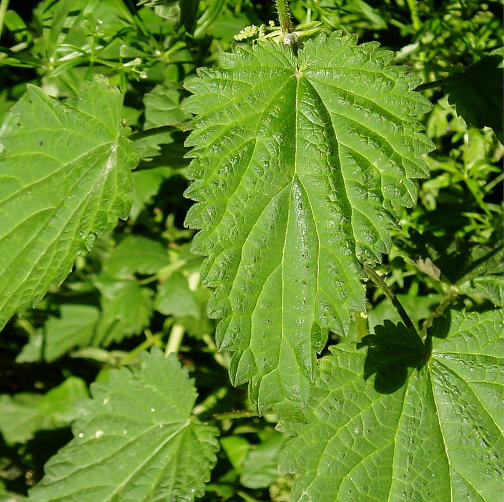 Nettle