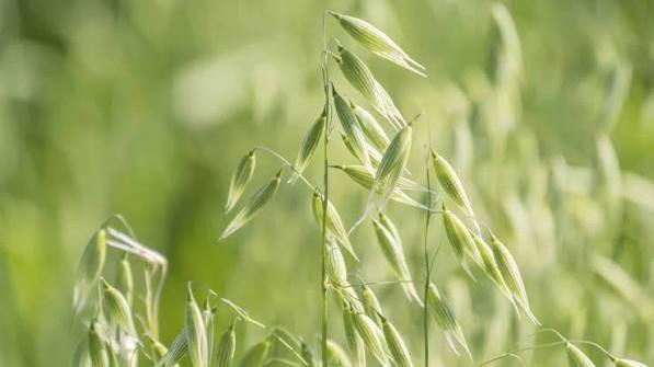 Oatstraw