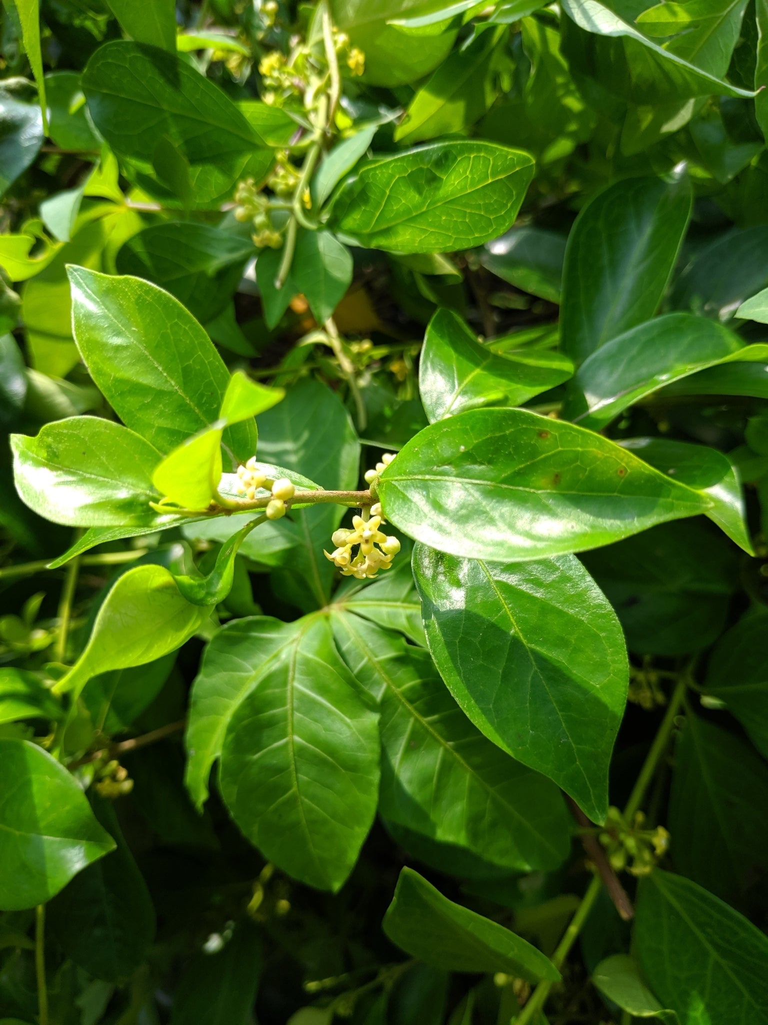 Gymnema Sylvestre