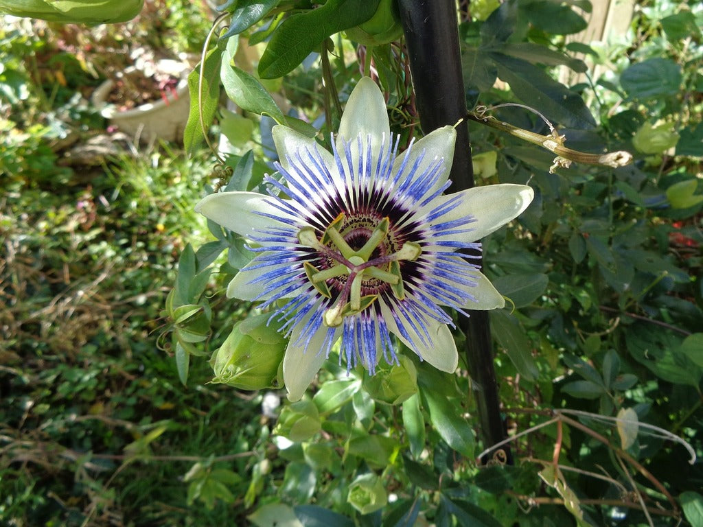 Passionflower