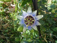 Passionflower
