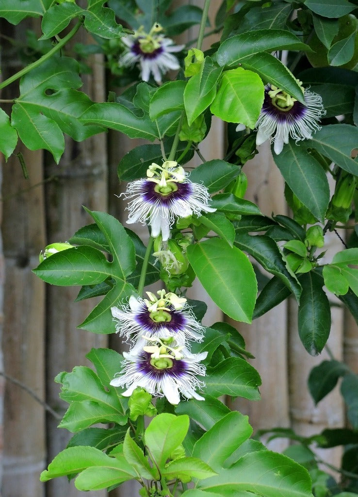 Passionflower