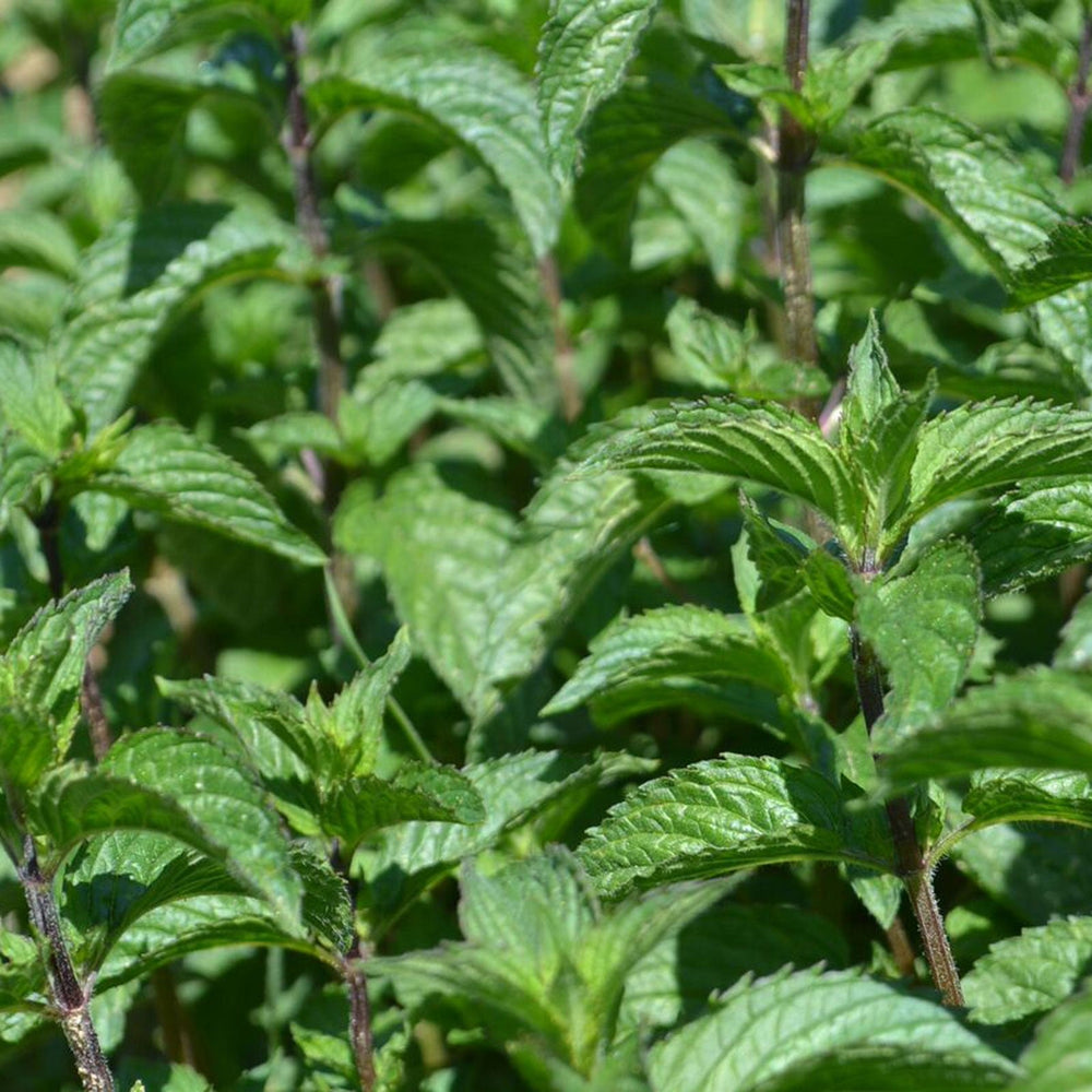 Peppermint
