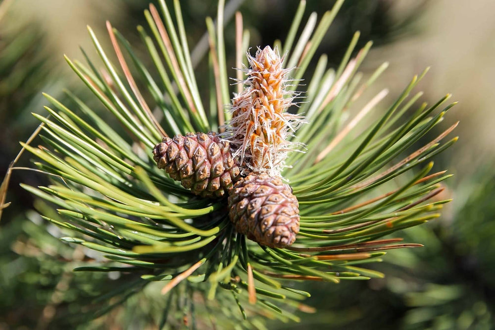 Pine Needle