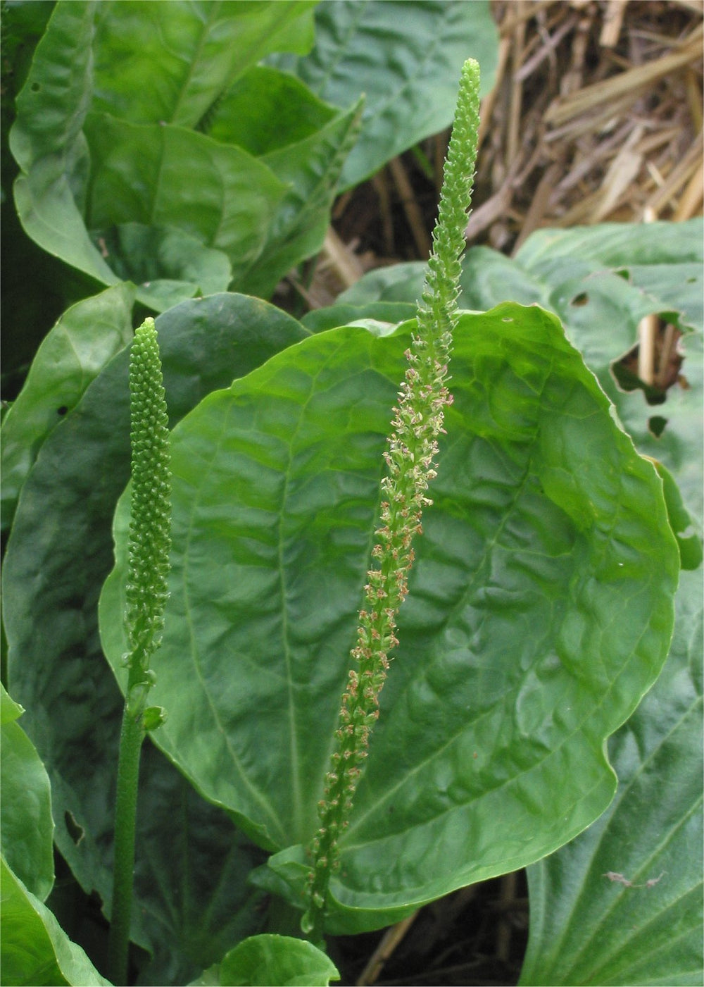 Plantain Leaf