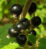 Blackcurrant Leaf