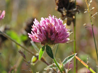 Red Clover