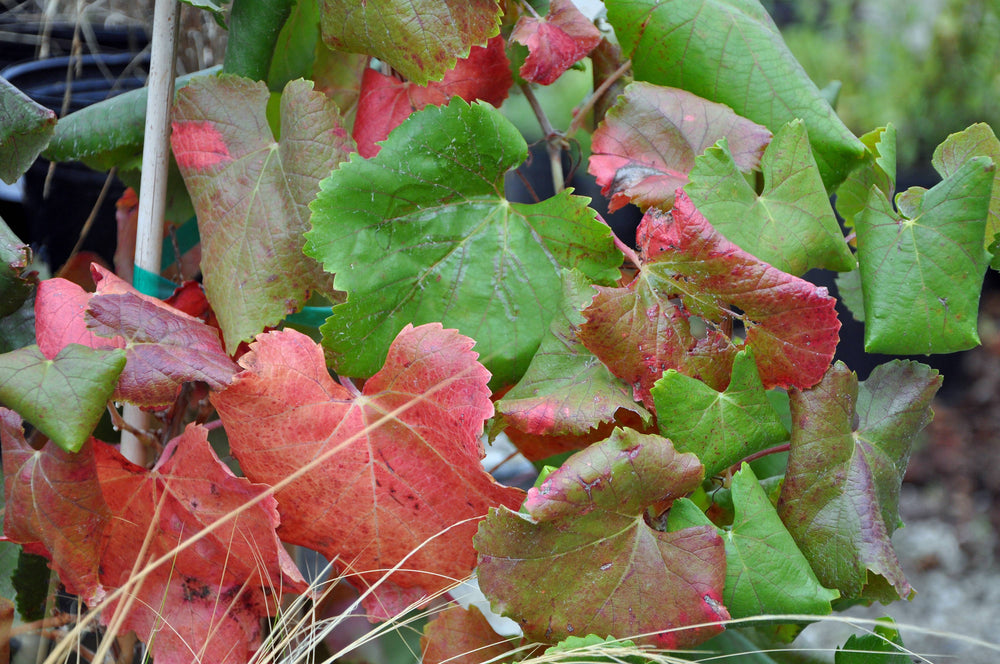 Red Vine Leaf