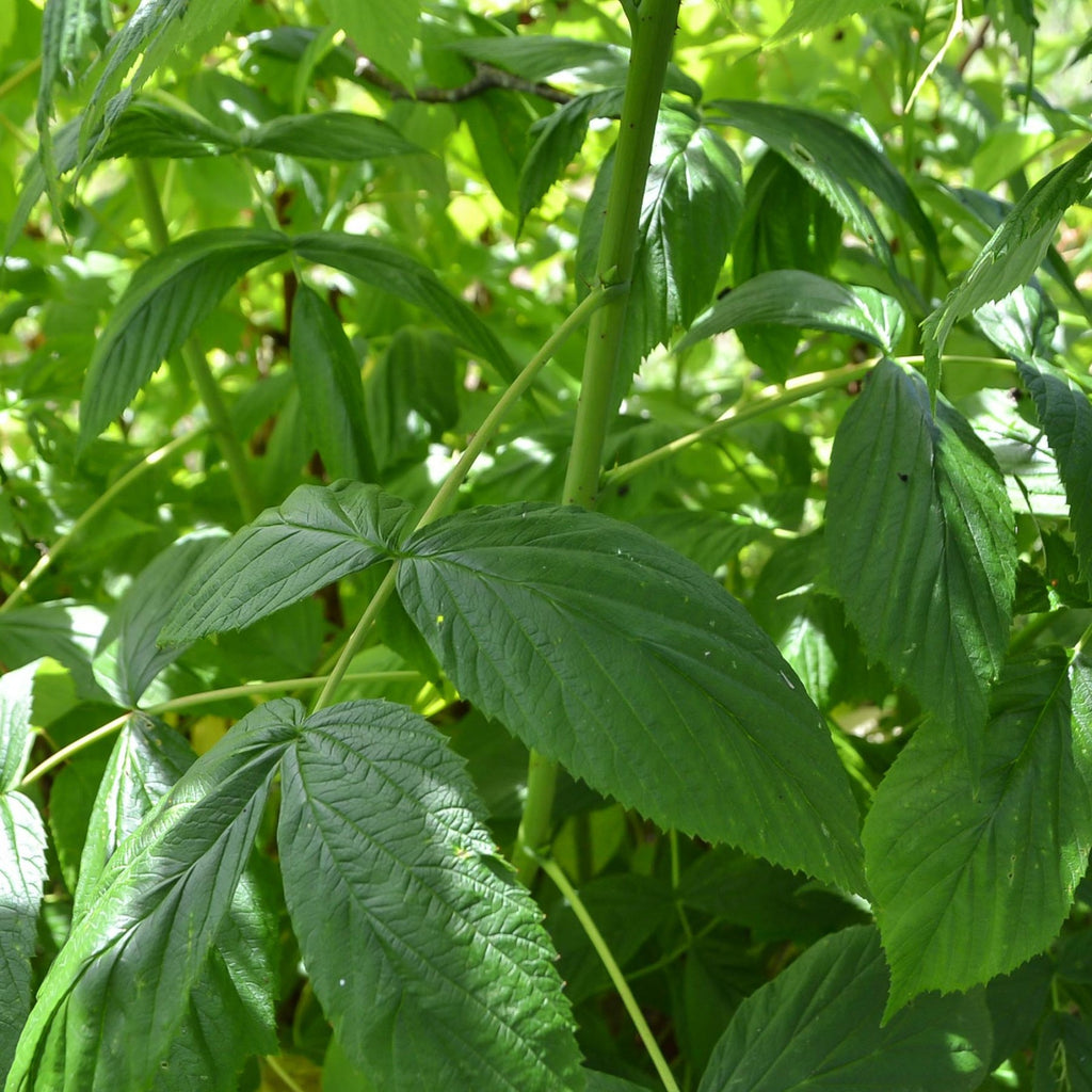 Red Raspberry Leaf | Women's Cycle Support | La Vie Tea