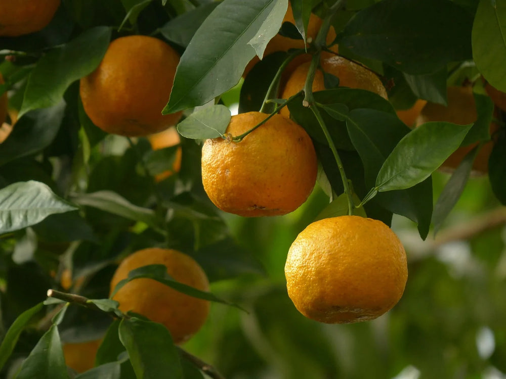 Orange Peel
