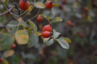 Rosehip