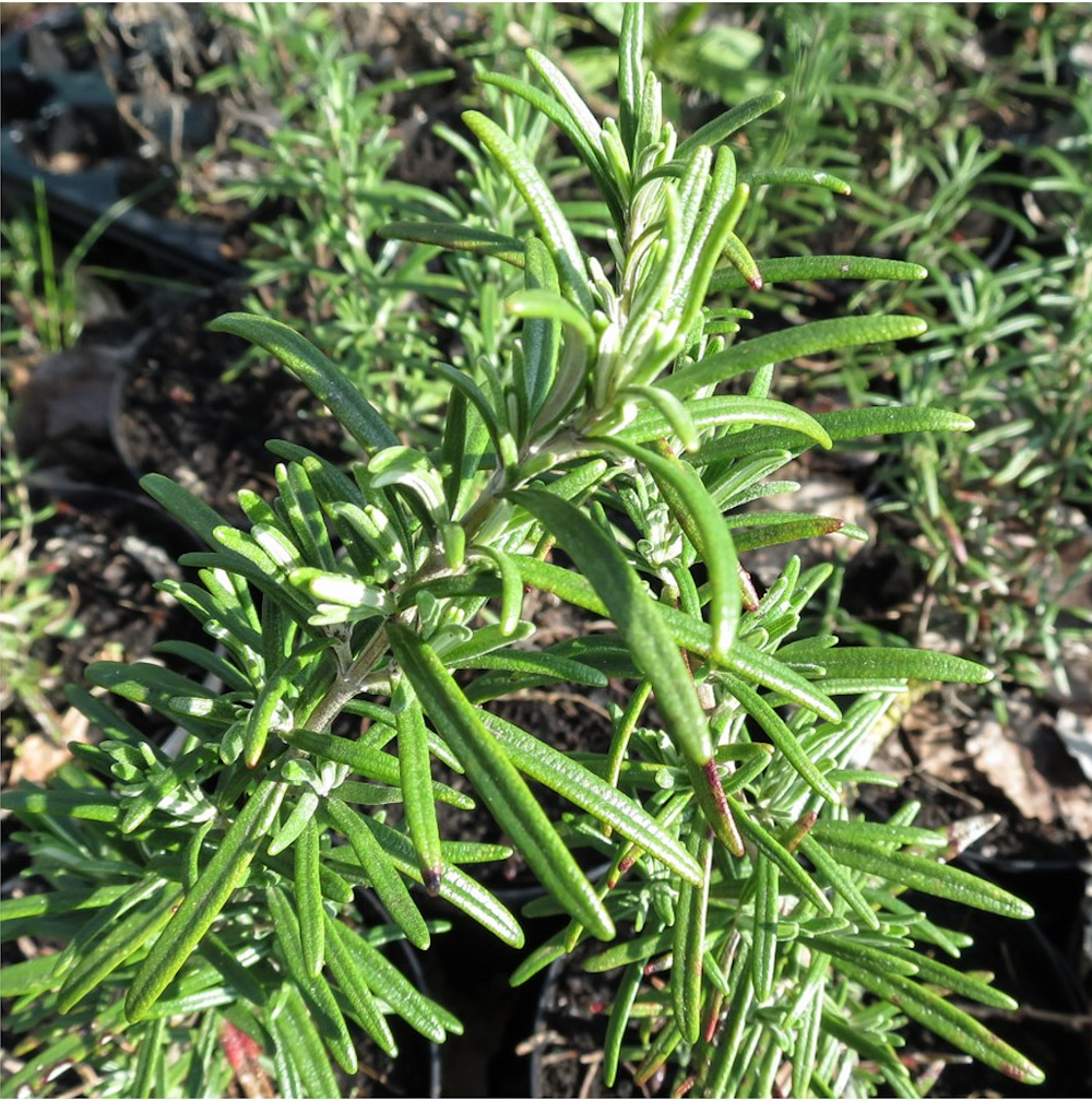 Rosemary