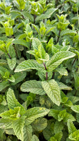 Spearmint