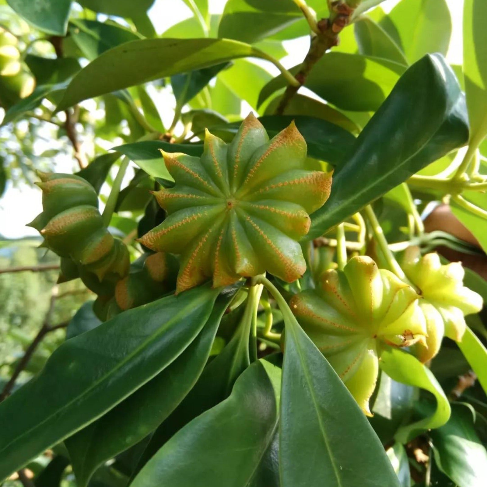 Star Anise