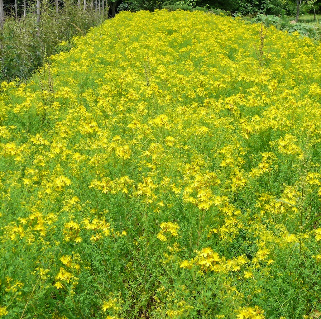 St. John's Wort