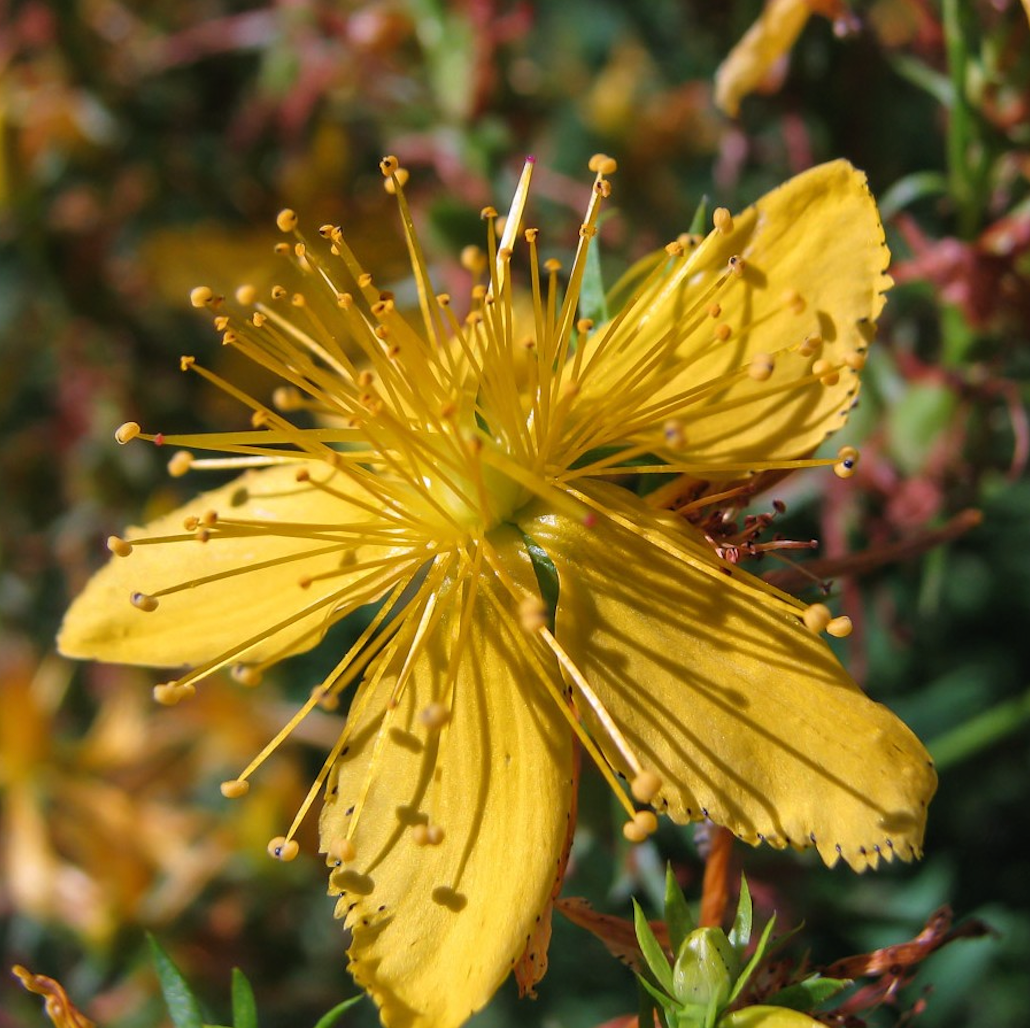 St. John's Wort