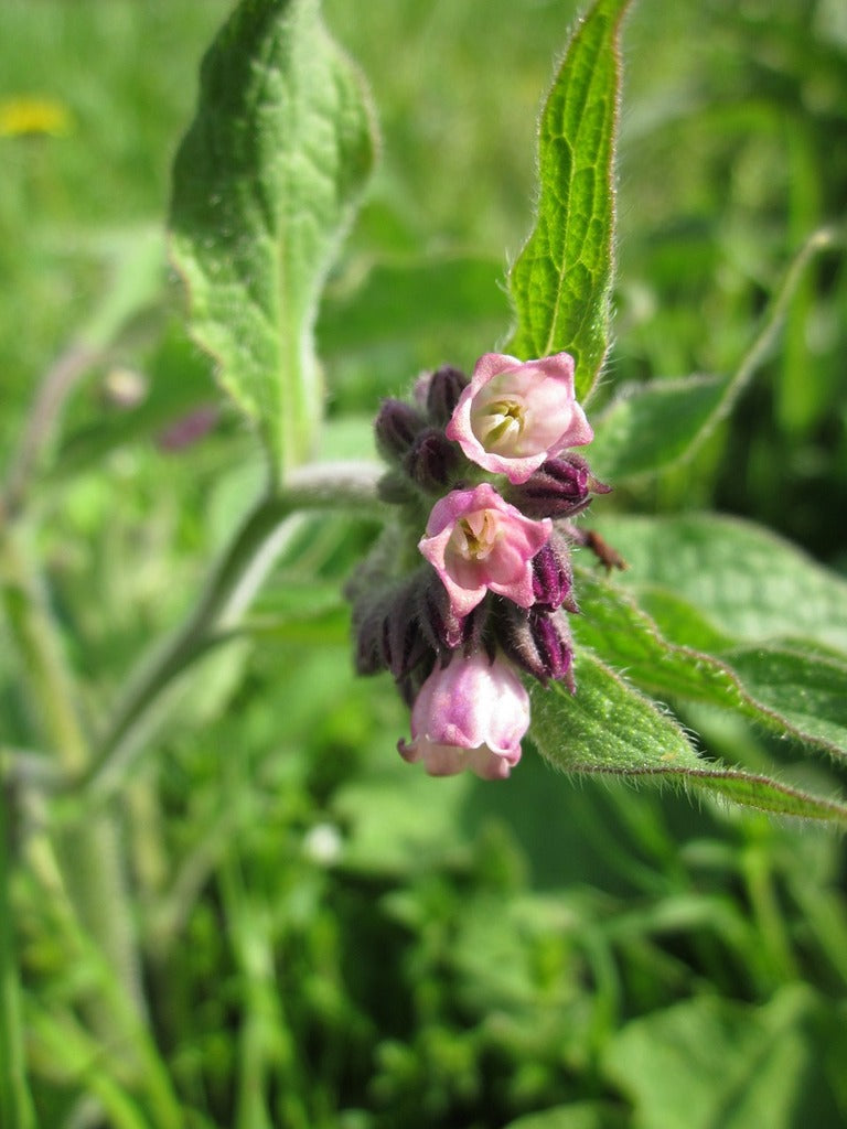 Comfrey Leaf