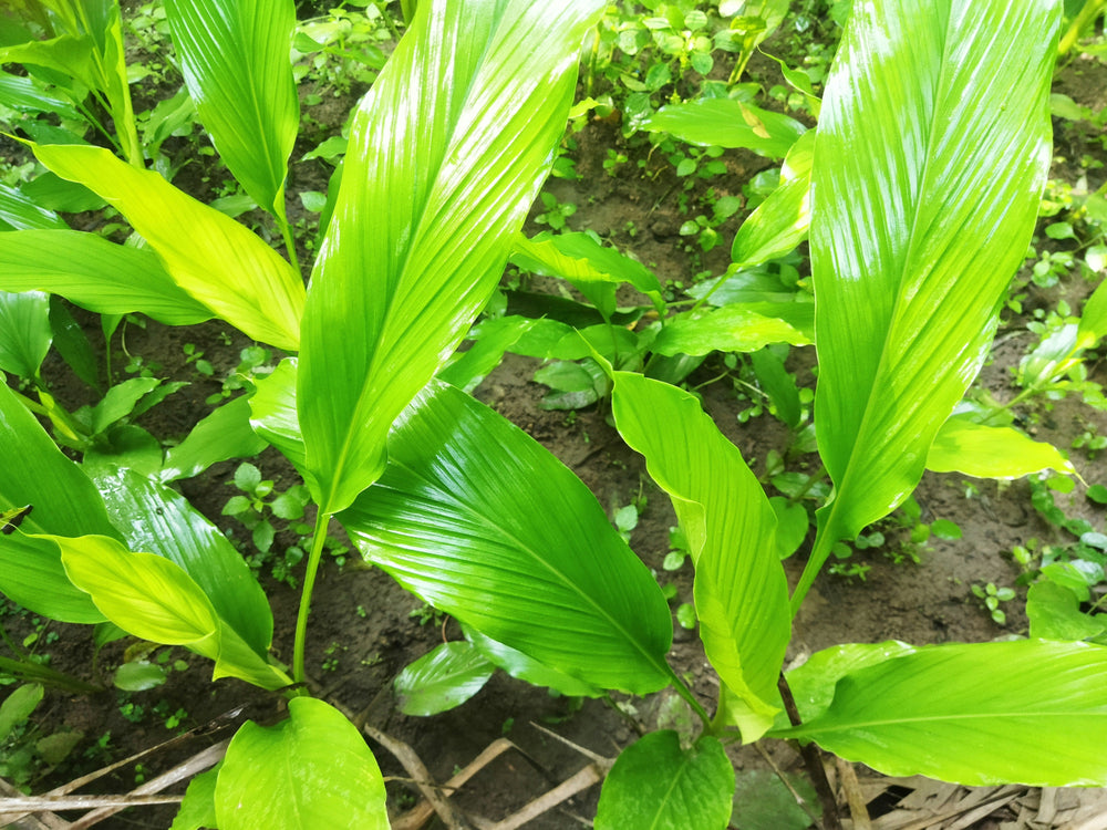 Turmeric