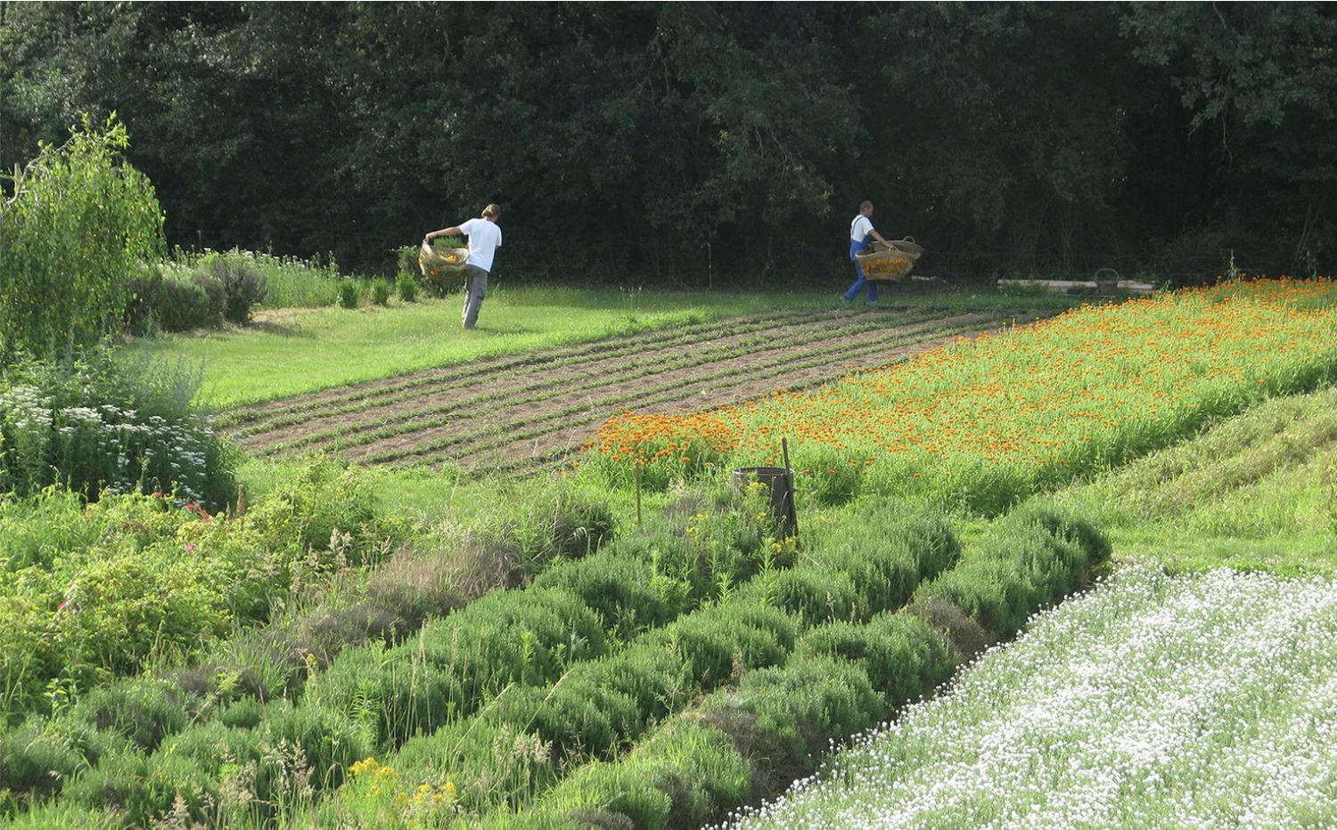 Harvest at the La Vie Tea gardens in the Dordogne
